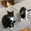 강아지&고양이 마을 | [잠실 고양이 카페] 고양이가 있는 서울 힐링 카페 길고양이마을 잠실점