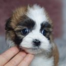 구암켄넬 이미지