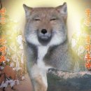 하펠