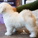 오드리 독 이미지