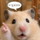배때지