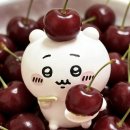 새콤달콤체리농장