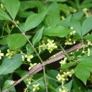 나무나무 이미지