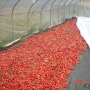 신안농장 이미지