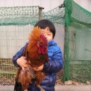 꼬꼬닭 이미지