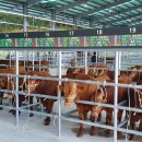 작금축산 이미지