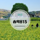 송악외암1리경로당 | 아산 무료관람 송악815 유채밭, 설화산 배경이 예술! 유채꽃