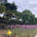 꽃꽂이(야간) | 🌼 공주 유구 색동수국정원 축제 다녀온 후기 (2026.6.21)