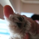 모모애견샵 이미지