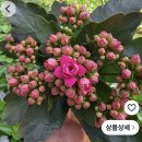 🎁이벤트 '내솜씨'로 3행시 짓기 (종료) 이미지