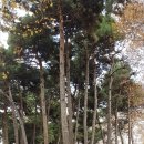 라프리쉬