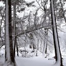 눈 덮인 설악 흘림골 탐방-등산 이미지