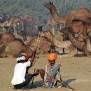 세계의 명소와 풍물 55 - 인도, 푸쉬카르(Pushkar) 낙타축제 이미지