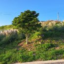 완도초등학교 앞 이미지