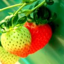 행복한 농원 이미지