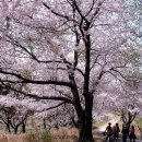 4월12일 남한산성 진달래 벚꽃산행 이미지