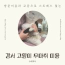샤토미뇽 | 강서 샤토미뇽, 무마취 고양이 교감 미용실