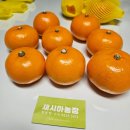 튼튼농장 | 제주도천혜향 맛집 새시아농장 천혜향직송 천혜향배송 천혜향배달 후기