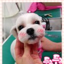 독한고양이애견전문샵 이미지