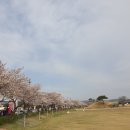 신평동1100 | 경주 반려견 동반 여행♡첨성대♡대릉원돌담길벚꽃♡ 황리단길♡ 보문정