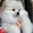 아임독 애견샵 이미지