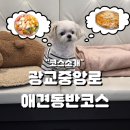 영통 광교에서 애견 동반 데이트는 이렇게 가세요
