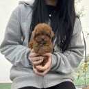 야옹아멍멍해봐삼각점 이미지