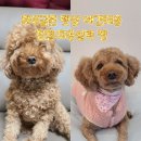 새금초등학교 | 파주금촌::애견펫샵 애견미용 펫샵추천 솔직후기