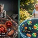 "노화 원인 찾았다"…노화 유발 RNA 제거하니 수명 연장 이미지