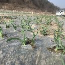 형주농원 이미지