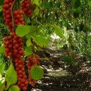 가락골 농장 이미지