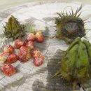 우포가시연꽃마을 이미지