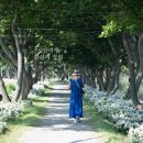 월포천 | 전남 신안 가볼만한곳 도초도 환상의 정원 팽나무 10리 길