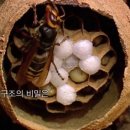 헥사곤수학