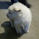 도봉산양고기 이미지