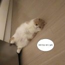 아구마트 | [리뷰/맛도리]포항 아구찜 맛집 아구듬뿍앤알곤마니 포항 장량점 순살아구찜 부신 후기