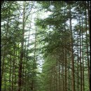 방아다리길 이미지