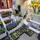 동탄반석로 | 동탄북광장꽃집 꽃정원 동탄 24시 판매 꽂집 추천 후기