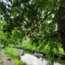 하천(안일교) 이미지