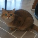 고양이별 캣 카페 네이버블로그