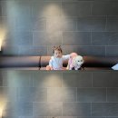 머무름 펫 이미지