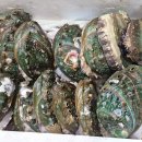 지에스(GS)25 완도노화점 | 완도 보길도 여행 막둥이 친구 찾아 무박2일