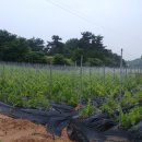 황진농장 이미지