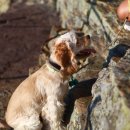 반려견 셀프미용 이미지