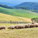 고산목장 이미지