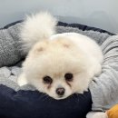 부티나개 이미지