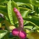 자연애(동남) | 天安市春花목련(木蓮, Magnolia kobus)秋葉霜前落春花雨後紅 추엽상전락춘화우후홍 가을 잎은 서리 앞...