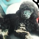 이쁘개 해줄개 이미지