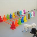 대구애견미용 강아지호텔 모여라솜뭉치 이미지