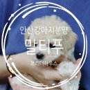 대경로(서) | 안산 강아지분양 후기 말티푸 베리